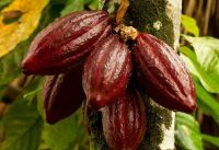 Cocoa Seeds