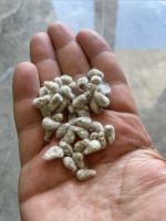 Cotton Seed