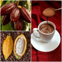 Cocoa Seeds