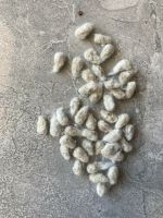 Cotton Seed