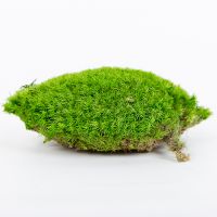 New Eco-Friendly Wholesale Stabilized Preserved Mood Moss for Home Decoration