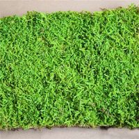 Wholesale Natural Green Flat Preserved Sheet Moss For Wall Decoration