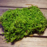 Guangzhou Manufacturer High Quality Best Preserved Sheet Moss