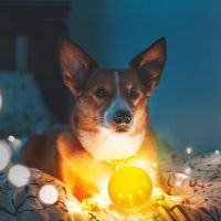 Dog Chew Toys With LED Light for Puppy
