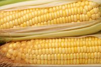 Fresh sweet soft waxy yellow corn