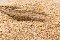 Organic natural grain wheat