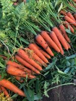 Organic New Crop Best Price Fresh Carrot 150g -250g in 10kg carton