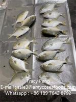 Golden pompano