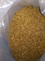 Dried mealworms for bird and fish