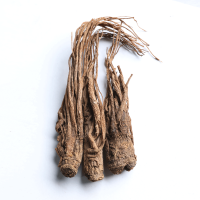 traditional medicine angelica nourish bright chinese angelica