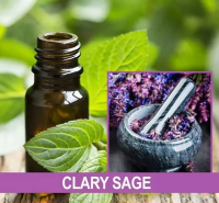 Salvia elata essential oil pure