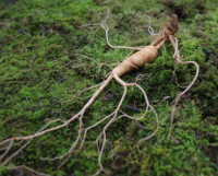 Red Ginseng