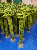 Spiral Dracaena Sanderiana natural evergreen ornamental plants