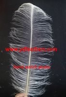 Burnt Ostrich Feather From China