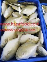 Frozen golden pomfret/ golden pompano