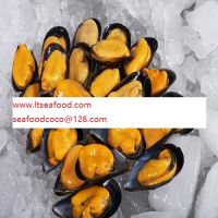 blue mussel zhangsf7736 at hotmail dot com
