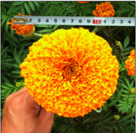 Marigold F1