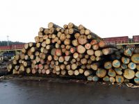 Southern Yellow Pine Logs 20 cm and up, 25 cm and up