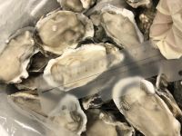 Frozen half shell oyster